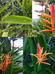 Kumpulan nama bunga lengkap beserta gambar dan deskripsinya. Heliconia Psittacorum Wikipedia Bahasa Indonesia Ensiklopedia Bebas