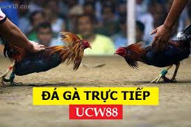 Kèo từ nhà cái m88 (mansion88) là kèo có tỉ lệ ăn cao nhất, tiền cỏ hoàn trả cao nhất trong các nhà cái tại thị trường việt nam và châu á. Ä'a Ga Ucw88 Ucw88 Nha Cai Ä'a Ga Hang Ä'áº§u Hiá»‡n Nay