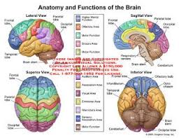 Kelainan tulang belakang dalam kaitannya dengan penyakit dan faktor lainnya by rtobarasi in types > articles & news stories and penyakit dan kelainan pada tulang. Bekam Akupuntur Pembetulan Tulang Belakang Di Seri Manjung Brain Diagram Brain Anatomy Brain Anatomy And Function