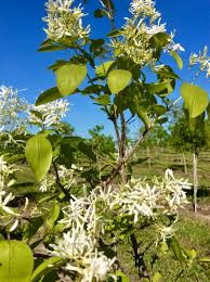 Fedex direct to your home · healthy, mature plants Rancho Sylva Central Texas Landscaping Trees