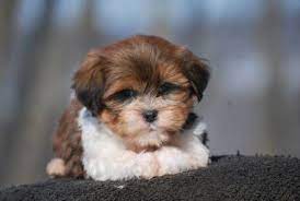 Mini Teddy Bears Non Shed Hypo Allergenic Mini Teddy Bears Teddy Bear Puppies Puppies