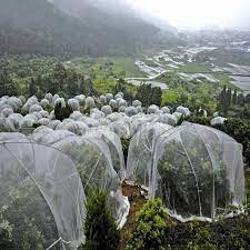 Delicious fruit such as our cherries come just once a year, so it's worth protecting it from the birds! 5m 80mesh Insect Netting Fruit Trees Pest Control Plants Protection Cover Pe Nylon Net Mosquito Aphids Net Pest Reject Repeller Plant Covers Aliexpress
