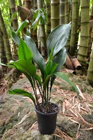 Image result for Aspidistra