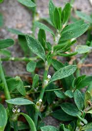 Image result for Polygonum aviculare
