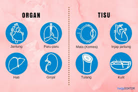 Saat ini kondisi kepalaku sudah tidak berfungsi. 8 Persoalan Mengenai Derma Organ Hello Doktor