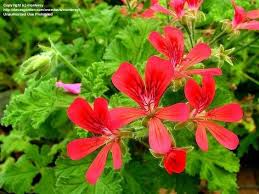 Scented Geranium Concolor Lace Silverleaf Greenhouses Rose Scented Geranium Scented Geranium Flora Flowers