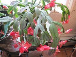 Your christmas cactus is already in bloom well before christmas? Christmas Cactus Thanksgiving Cactus And Easter Cactus Old Farmer S Almanac