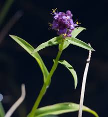 Image result for Floscopa glomerata