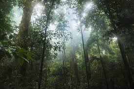 Tropical Rainforest Biome Location Temperature