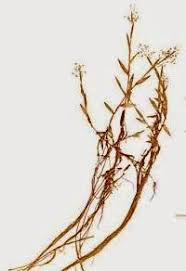 Image result for Panicum parvifolium