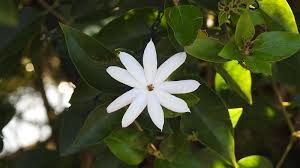 Image result for Jasminum multiflorum