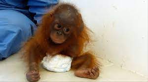 Orang utan, affen, primaten, baby orang utan, gefährdete wild lebende tiere, natur und orang utan zeichnung. Orang Utan Baby Schlimm Traumatisiert News Ausland Bild De