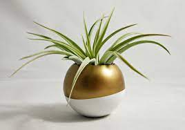Plants are a great way to add some nature to your interior decor, and coffee tables are one of the best places here are 11 ideas for which types of plants you should consider having on your coffee table. 11 Of The Best Plants To Have On Your Coffee Table