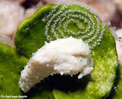 Image result for Isoglossa membranacea