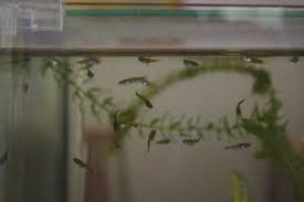 17 Baby Guppy Growth Chart Baby Guppy Growth Chart