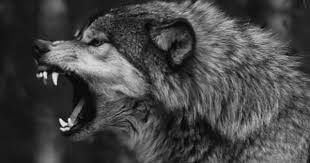 Pin By Jenn Zieska On Wolves Wolf Tattoos Angry Wolf Wolf Dog
