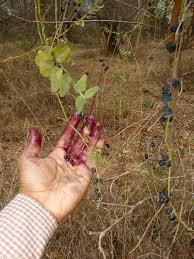 Image result for Cocculus hirsutus