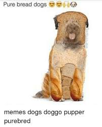 Pure Bread Dogs Memes Dogs Doggo Pupper Purebred Meme On Me Me