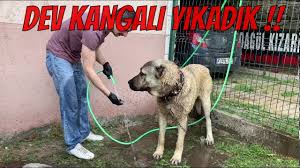 Dev Kangal Toroyu Yikadik Kopek Nasil Yikanir Youtube