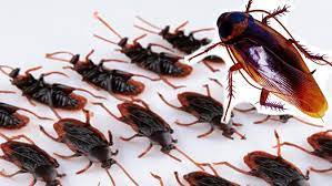 We did not find results for: Tips Ampuh Sembuhkan Gatal Saat Habis Injak Kecoak Citizen6 Liputan6 Com