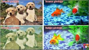 Hayvanlar Nasil Gorur Hayvanlarin Gozleri Birbirinden Farkli Mi