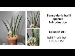 Image result for Sansevieria hallii