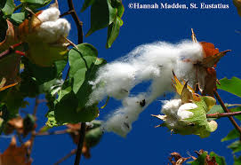 Image result for Gossypium barbadense