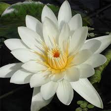 Image result for Nymphaea