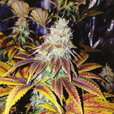 Og kush and poison durban combine to create this dominant indica plant which obligatorily has compact resinous buds structure of tinted purple leaves. Buy Feminized Girl Scout Cookies Seeds Online I49 Usa