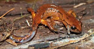 Image result for Alafia caudata