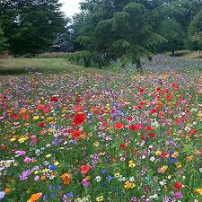 Amazon Com Wild Flower Seed Mix Annual Meadow Plants Attracts Bees Butterfly 500g Wildflower Seeds Buy In 2020 Wild Flower Meadow Flower Seeds Wildflower Garden