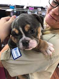 Find a petsmart pet store location by state. Twitter à¤ªà¤° Hungrybox Local Pet Store Near Me Lets People Play With Their Puppies For Free And