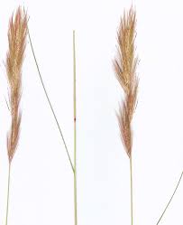 Image result for Aristida congesta