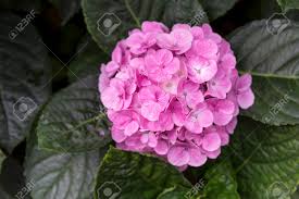 Growing hydrangeas, pruning hydrangeas, change hydrangea flower colors, and hydrangea varieties. Beautiful Pink Hydrangea Flower On Dark Green Leaf Background Stock Photo Picture And Royalty Free Image Image 85769494