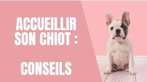 Une vie de chiot replay. Avoir Un Chien Youtube