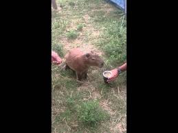 Elasticos para soporte de termo, latas y mate; Video El Carpincho Correntino Que Probo Tomar Unos Mates Sociedad Elonce Com