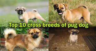Rebel wilson's new abc series, pooch perfect, is being slammed for animal abuse after showing dogs being dressed up and having their fur dyed. Pug Mixes 10 Cute And Healthy Pug Cross Breeds That Steal Your Heart