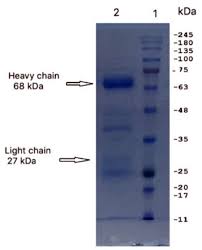 This results in materials that have a bright. Vaccines Free Full Text Anti S1 Mers Cov Igy Specific Antibodies Decreases Lung Inflammation And Viral Antigen Positive Cells In The Human Transgenic Mouse Model Html
