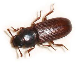 red flour beetles how to get rid of