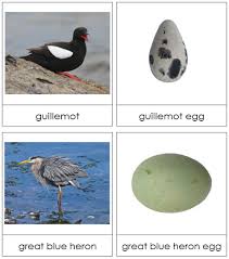 Birds And Their Eggs Pictures Birds And Their Eggs Bird Eggs Bird Birds