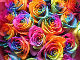 002 Flowers Mixed Colours Rainbow Flowers Rainbow Roses Flowers