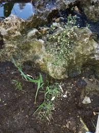 Image result for Eragrostis aspera