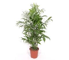 Image result for Chamaedorea seifrizii