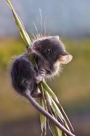 B1yheeacqaavua3 Jpg Large 503 759 Tiere Niedliche Tiere Mause Tiere