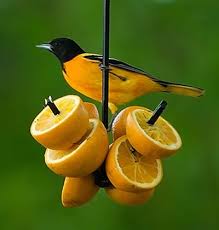 Wings have conspicuous white patches. Pin On Organize