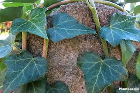 Ivy tends to prefer slightly higher levels of humidity too. Ivy Plant Hedera Helix How To Care And Grow Indoors Plantopedia