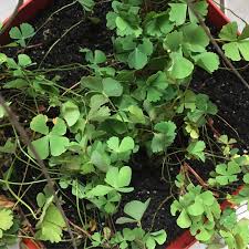 Image result for Marsilea minuta