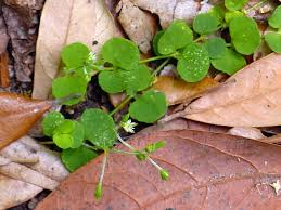 Image result for Drymaria