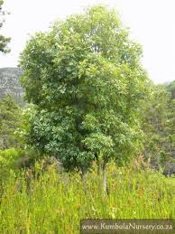 Image result for Cunonia capensis