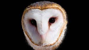 Gambar burung hantu | burung hantu merupakan nama untuk sekelompok burung yang termasuk dalam salah satu anggota spesies dari ordo strigiformes. Suara Burung Hantu Seram Serak Jawa Barn Owl Burung Hantu Putih Youtube